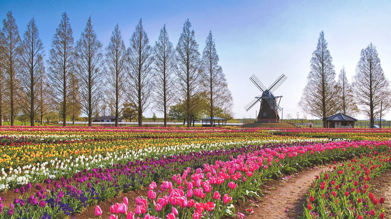 https://www.life.happy-clovers.com/wp-content/uploads/2020/09/TulipWindmill2MV1280.jpg